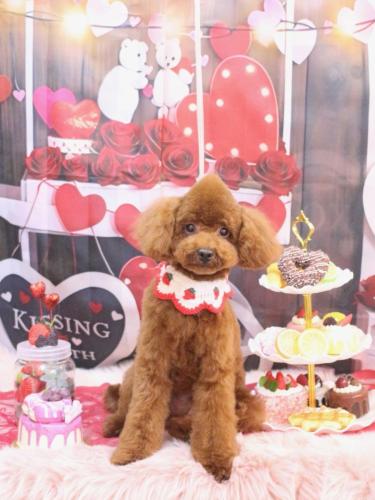 20250218ボボくん